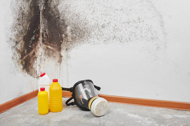 Best Mold Removal and Inspection  in San Angelo, TX