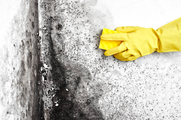 Mold Removal and Inspection in San Angelo, TX