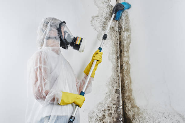 Best Mold Removal Company Near Me  in San Angelo, TX