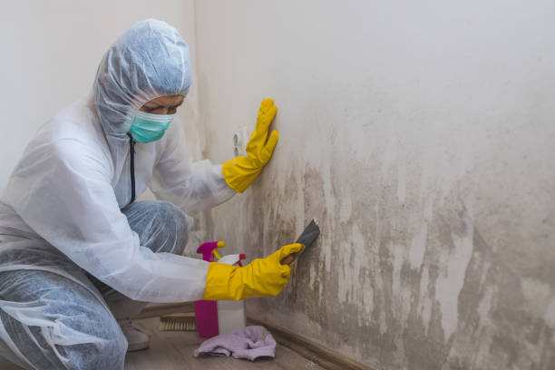 Trusted San Angelo, TX Mold Removal Experts