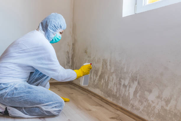 Best Residential Mold Removal  in San Angelo, TX