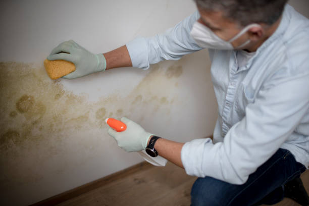 Best Local Mold Removal Service  in San Angelo, TX