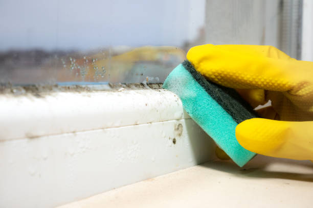 Best Mold Damage Repair  in San Angelo, TX