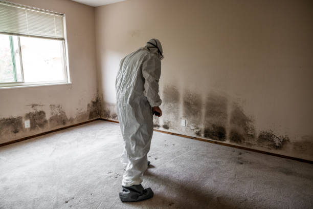 Best Fast Mold Removal  in San Angelo, TX