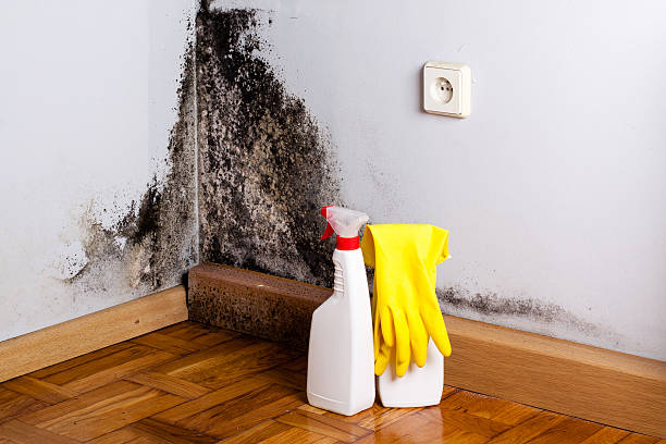 Best Black Mold Removal  in San Angelo, TX