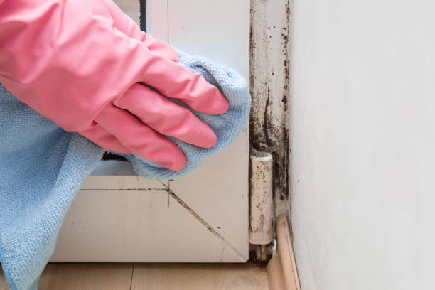 Best Fast Mold Removal  in San Angelo, TX