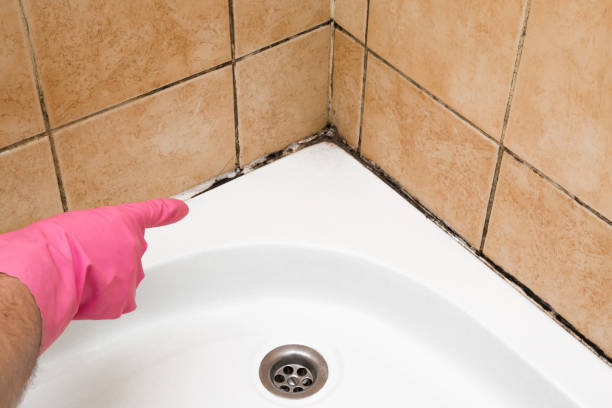 Best Toxic Mold Removal  in San Angelo, TX