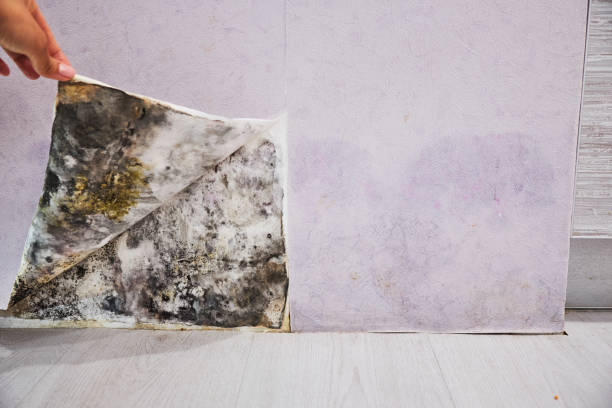 Best Office Mold Removal Services  in San Angelo, TX